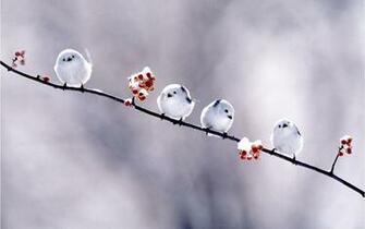 Short Bird Wallpaper Photo And All