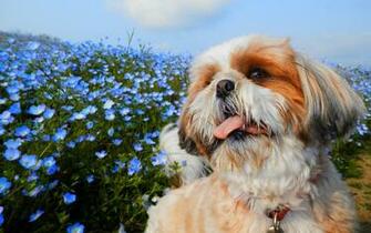 Wallpaper Shih Tzu Dog Snout Language Colors Nemophila