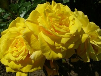 Flowers Pictures Wallpaper Red Roses