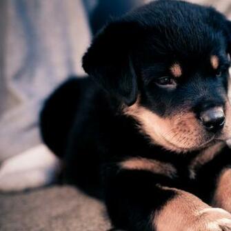 Rottweiler Baby Animals Wallpaper