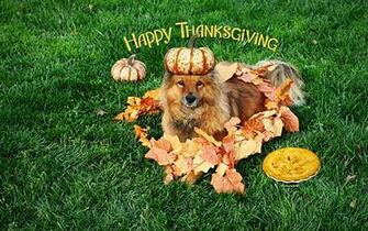 Kate Net Thanksgiving Dog Wallpaper