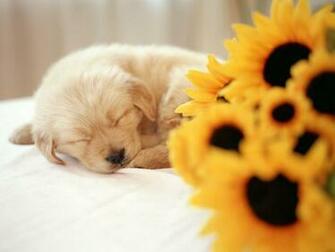 So Cute Puppies Wallpaper