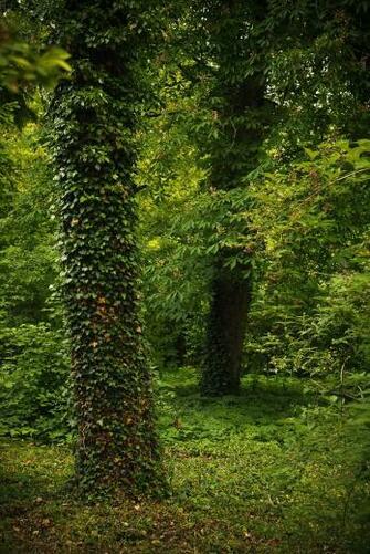 Professional Nature Photo Background Background By