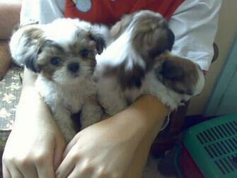 Funny Shih Tzu Puppies Animals Wallpaper Desktop Car