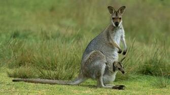 Wallpaperweb Org Wallpaper Animals Redn Baby