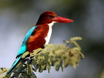 Kingfisher Bird Wallpaper