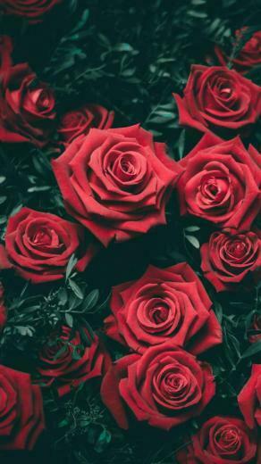 Red Roses G R Nt Ler Ile I Ek Ller Bitki