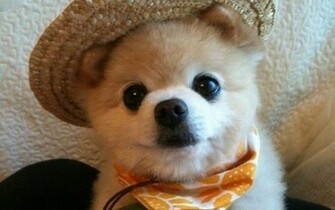 Pomeranian Funny Face Wallpaper