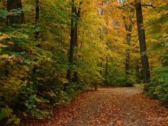 Autumn Road Green Starting To Fall Leafs Desktop Wallpaper