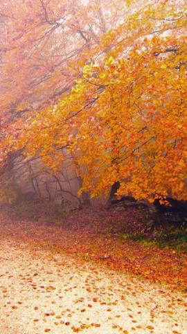 Foggy Autumn Morning iPhone 5s Wallpaper