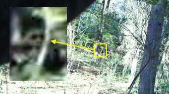 Pacific Northwest Region Of North America Bigfoot Is Usually