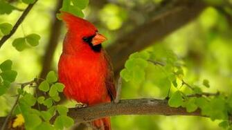 Cardinals Cardinal Bird Flying Sweet Red