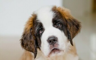 HD Dogs Wallpaper And Photos Animals