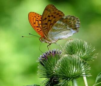 Butterfly On Thistle Wallpaper