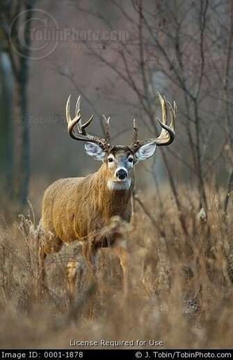 Big Buck Whitetail Deer Walks Through High Weeds And Grasses In Old