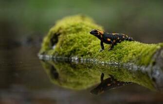 Wallpaper Greens Water Nature Reflection Moss Snag Bokeh