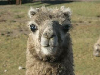 Animals Llama Wallpaper Background