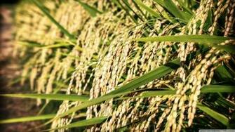 Look At All That Rice 4k HD Desktop Wallpaper For Ultra