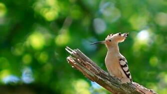 Wallpaper Hoopoe Bird Green Branch Full HD 1080p