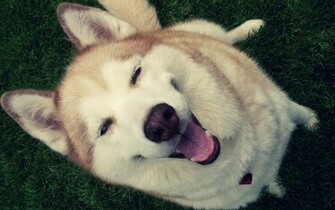 Funny Husky Dog HD Wallpaper