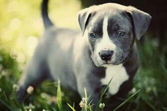 Pixels Cute Pitbull Puppies Wallpaper HD