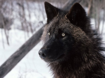 Close Up Of Cool Black Wolf In Woods L93dupwpa8j54glc Wallpaper