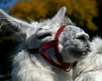 Llama Wallpaper Background