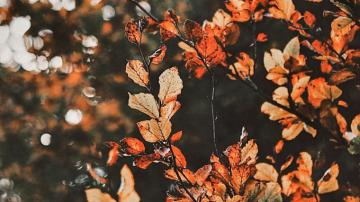Wallpaper HD Fall Aesthetic Live