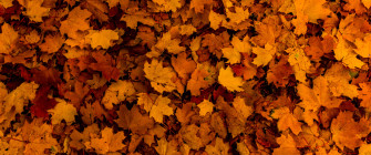 Autumn Maple Leaf Wallpaper
