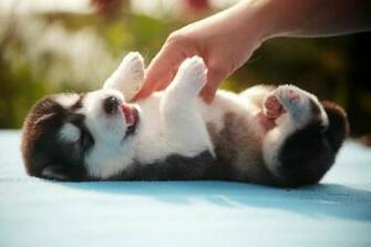 Category Animals HD Wallpaper Subcategory Dogs