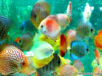 The Discus Fish