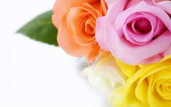 Beautiful Roses HD Wallpaper Wonderwordz