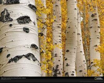 Quaking Aspen Trees Picture Sierra Nevada Mountains Photo Tree Bark