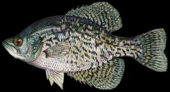 Black Crappie