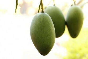 Mango HD Wallpaper