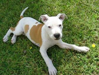 Pit Bull Terrier Puppy Wallpaper X