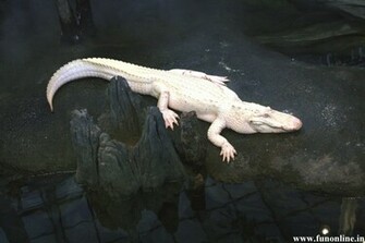 Alligator Wallpaper Underwater Killer Alligators