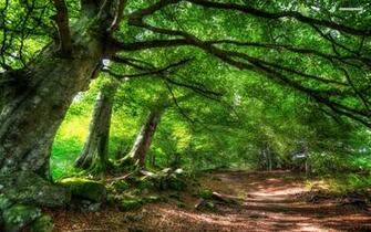 Green Forest Path Wallpaper Stock Photos