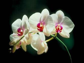 Orchid Desktop Wallpaper