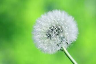 Flower Wallpaper Pictures Hq Image