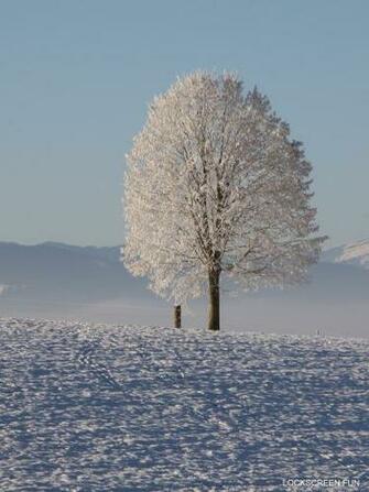Snowy Tree Epic Winter Picture Get This On Your iPad Mini By Tapping