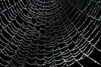Red Spider Web Background In A