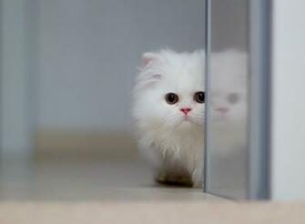 Cute White Cats HD Wallpaper Amp Beautiful Pictures