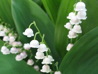Lily Of The Valley Wallpaper