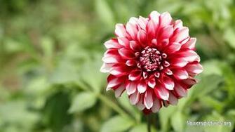 Dahlia Flower Wallpaper