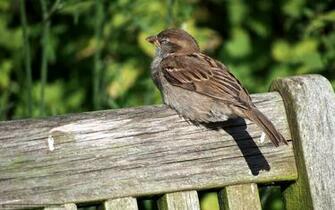 Wallpaper Bird Sparrow Summer Desktop In The