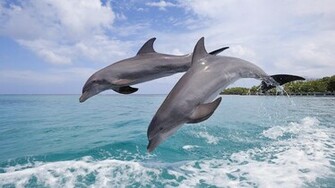Honduras Animals Bay Dolphins Jumping Wallpaper