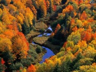 Looking Down At Autumn Tree Wallpaper Enjoy