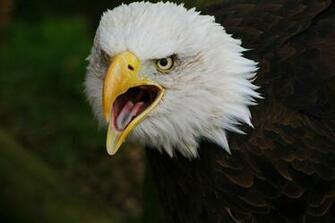 Bald Eagle Life Of Animals Wallpaper Animal High Quality