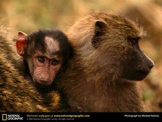 Wallpaper Animals National Geographic